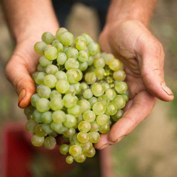 Vina Belje traže sezonske radnike u berbi grožđa