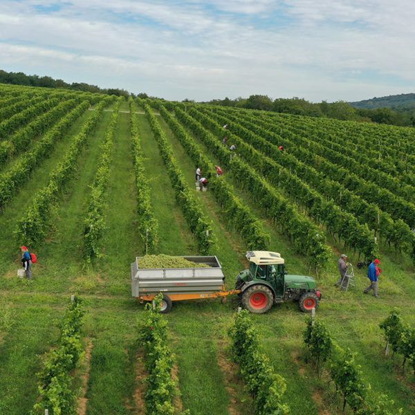 Vinogradari koji poznaju svaki čokot u vinogradu